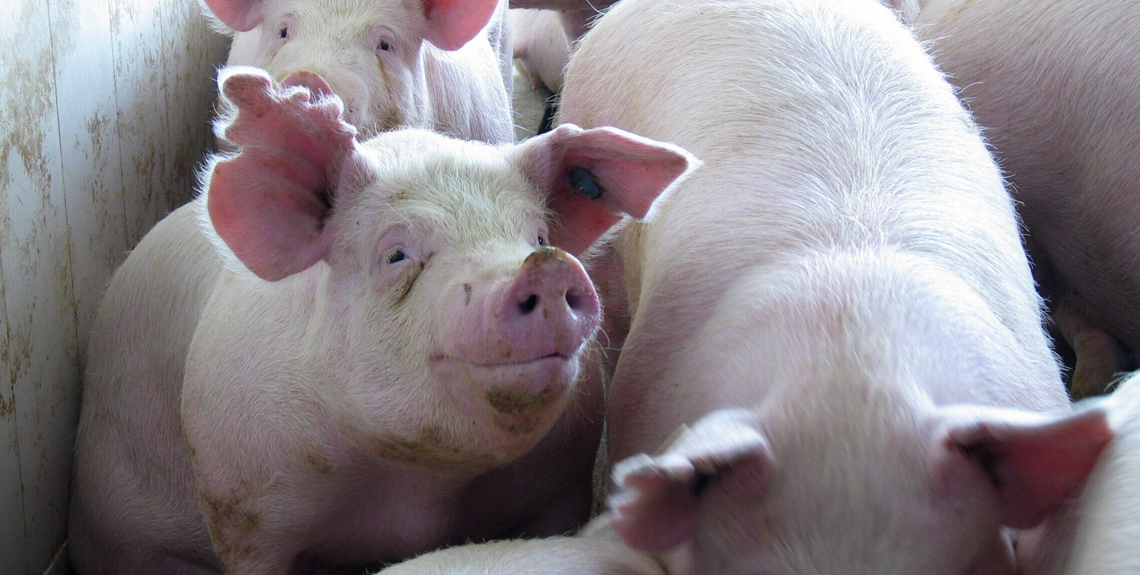 Several pigs with one looking at the camera. Photo links to Swine Production