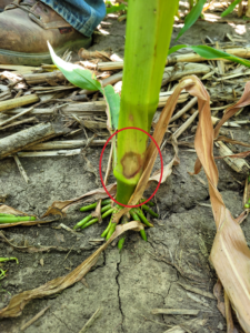 Early Goss's Wilt showing at the base of the stalk