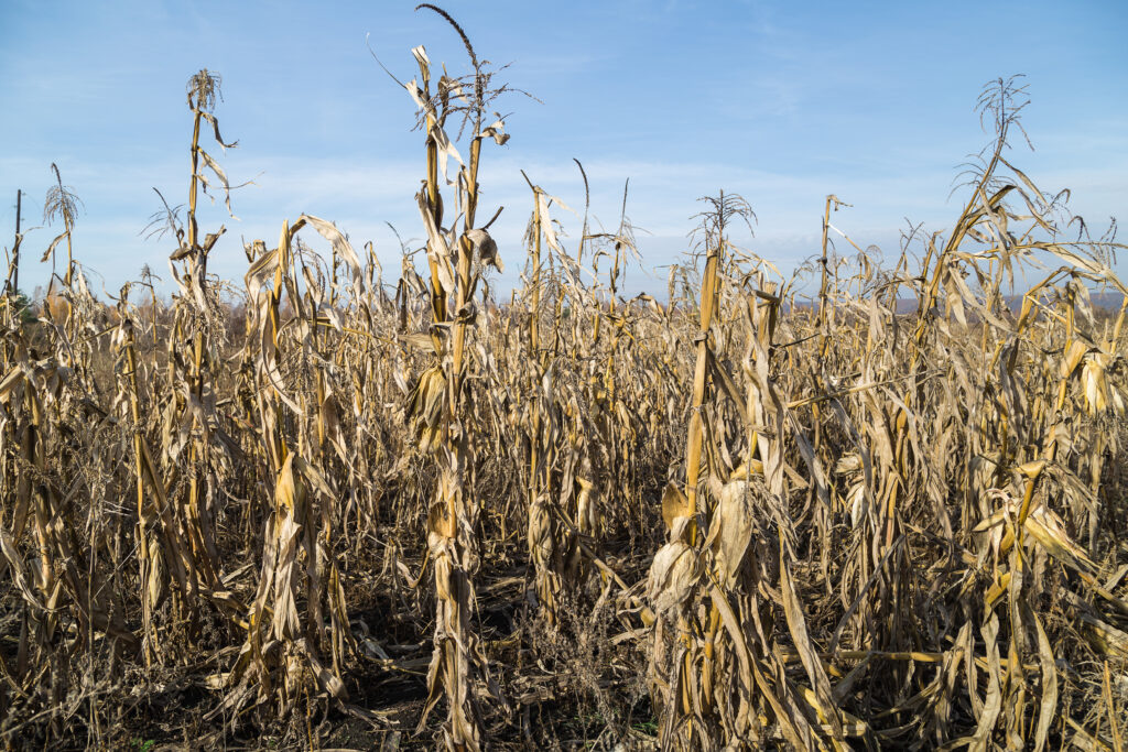 dry corn in a field in autumn