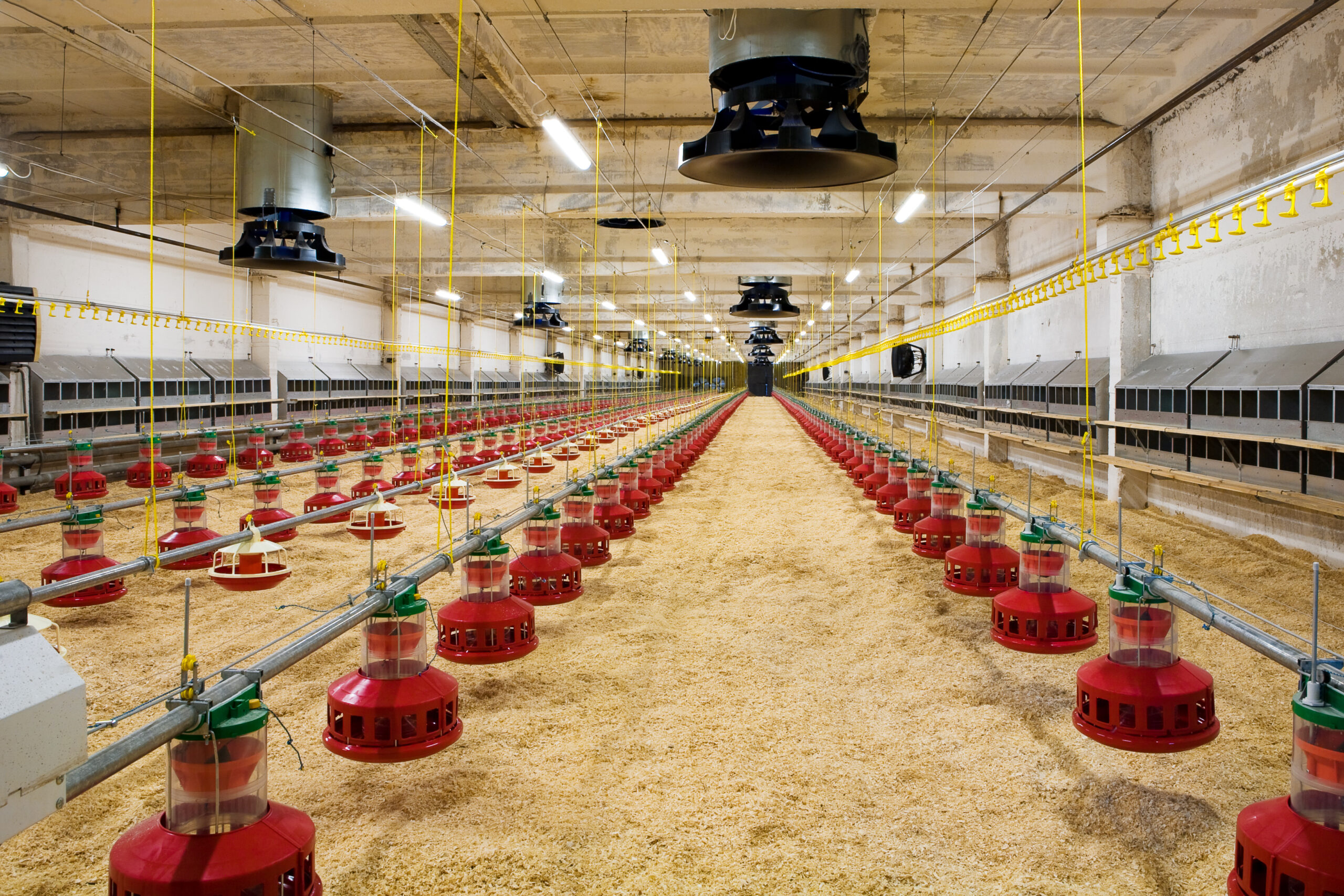 The modern and new automated integrated poultry farm