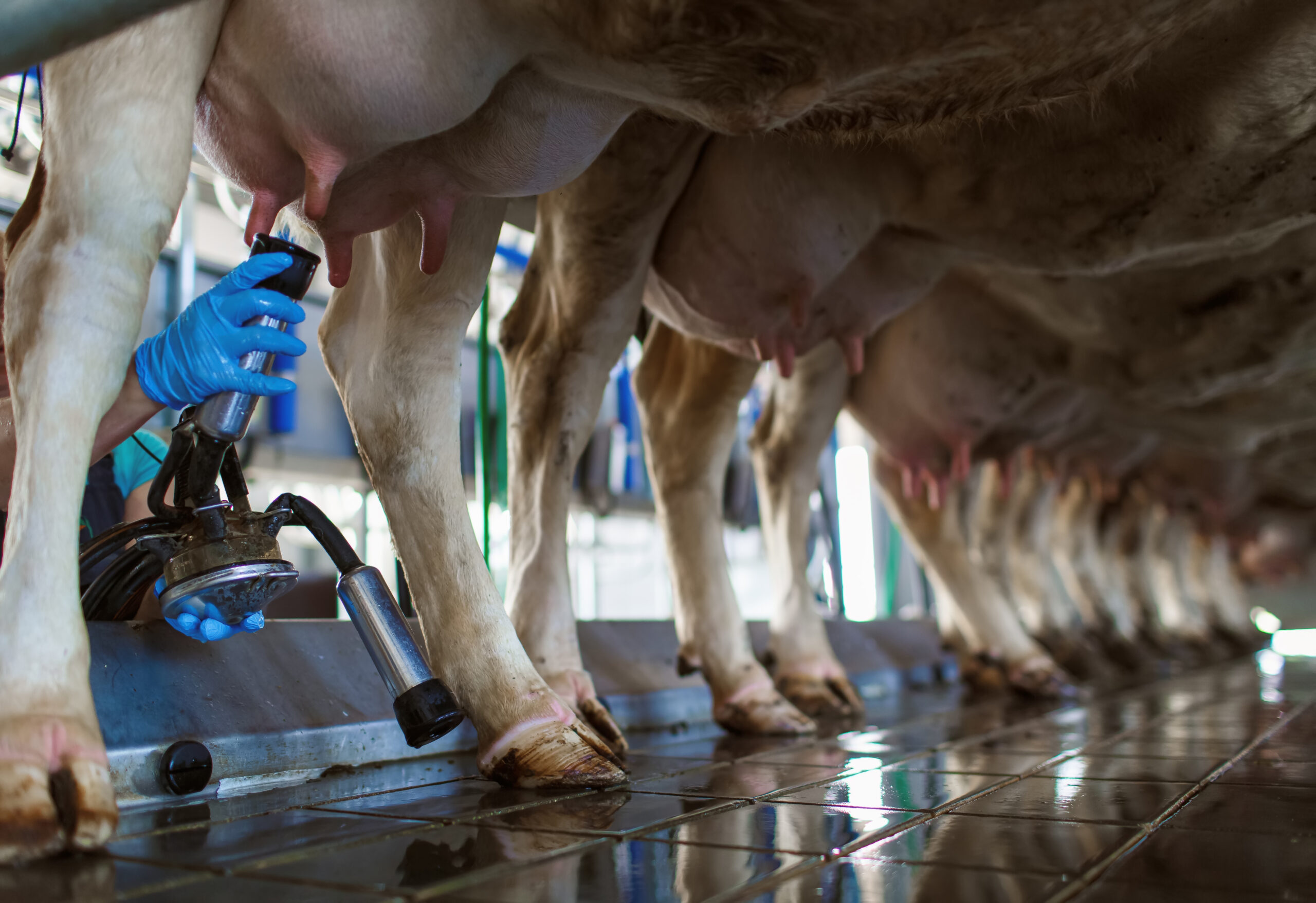 cow udder closeup with milking machine, cow farm