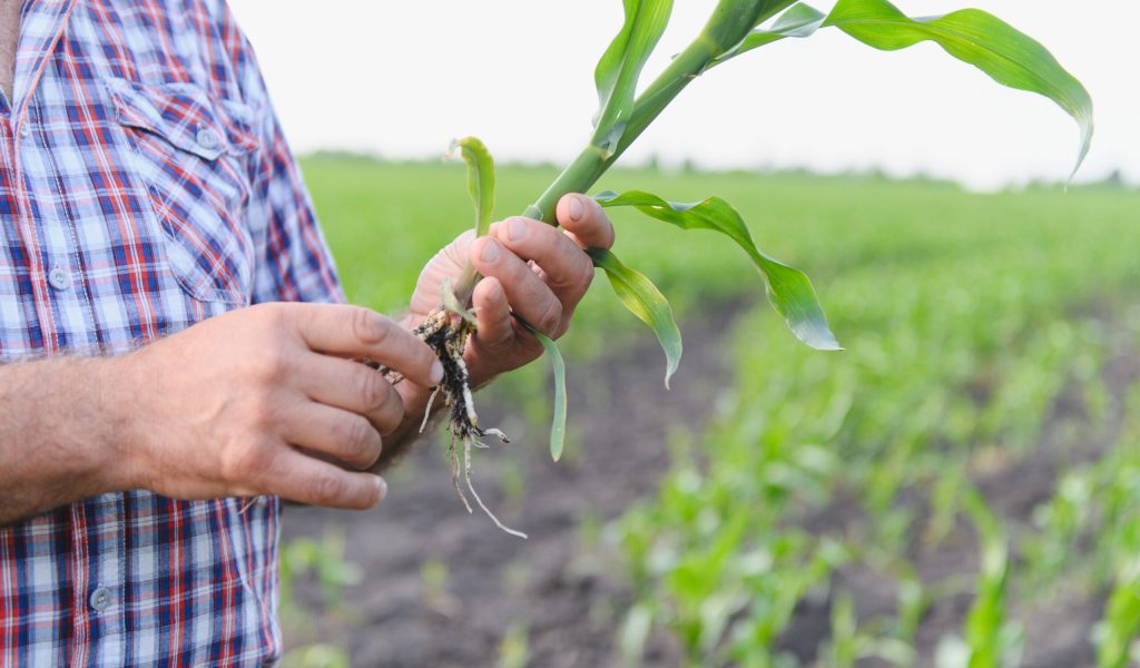 Senior farmer carefully inspects the roots and seedling of a young corn plant, assessing its health and growth in a cultivated field