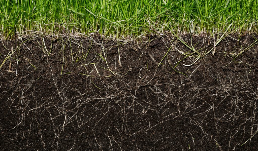 grass with roots and soil