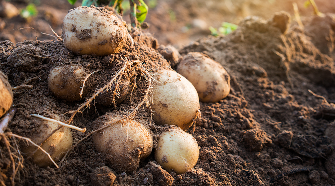 potatoes in field